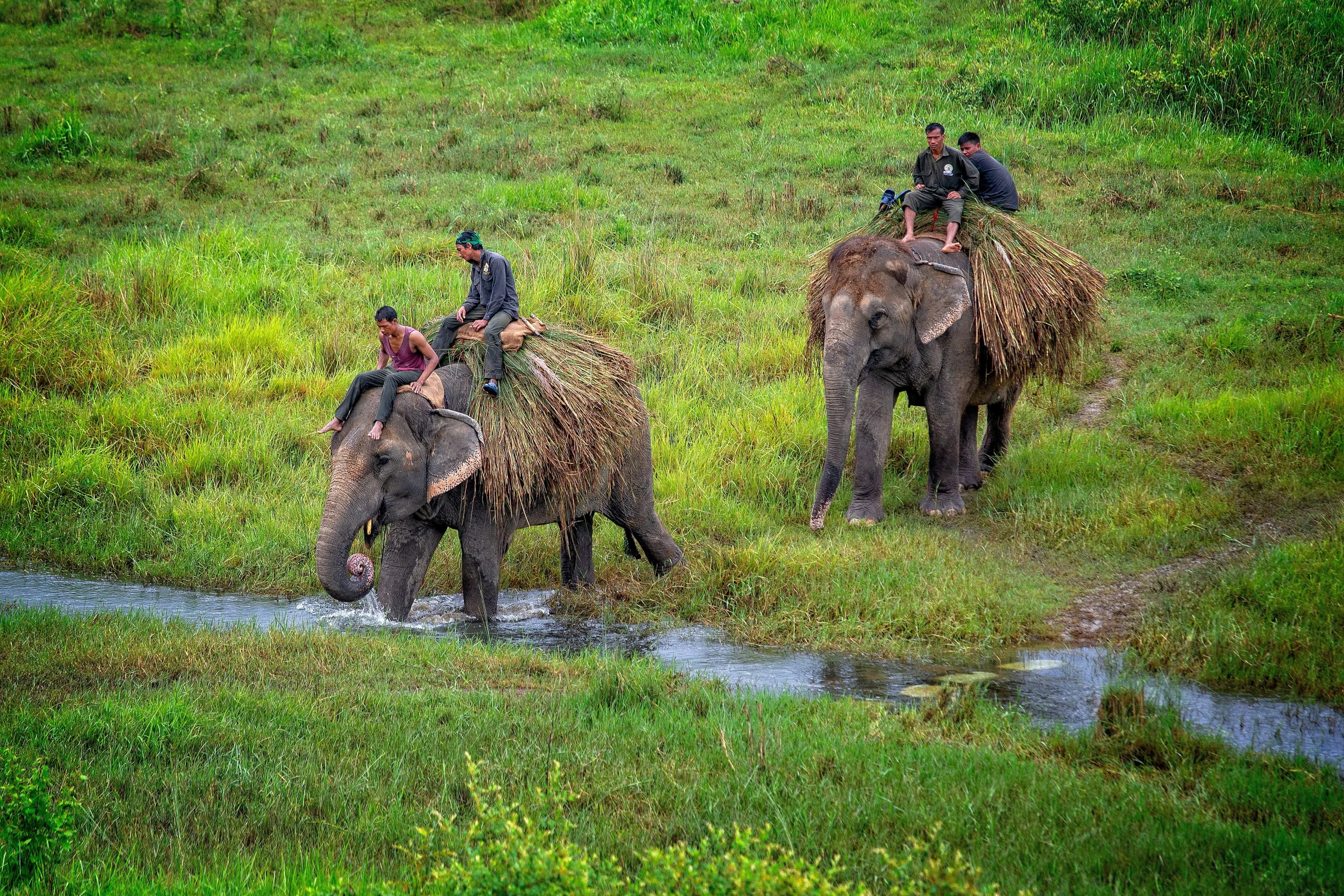 /_next/static/media/elephants-roaming-around.bf847417.webp
